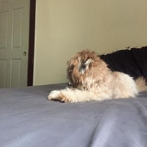 Meet your Posher, Eva